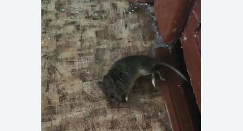 Дезинфекция от мышей в Заводоуковске