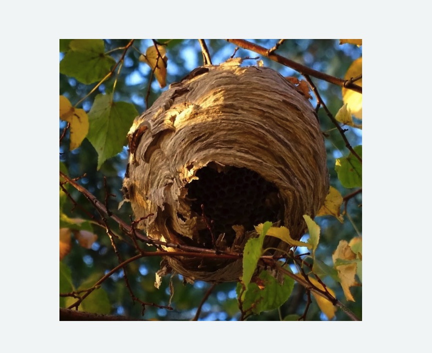 Обработка от шершней в Заводоуковске