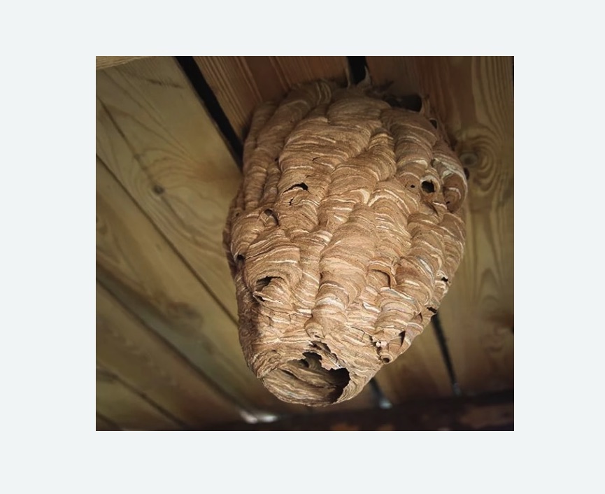 обработка от шершней в Заводоуковске