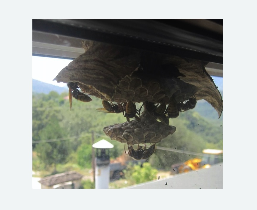 Уничтожение гнёзд шершней в Заводоуковске