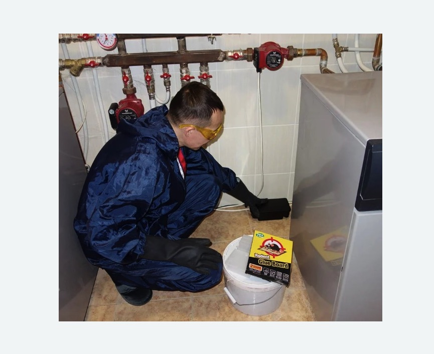 Уничтожение крыс в Заводоуковске