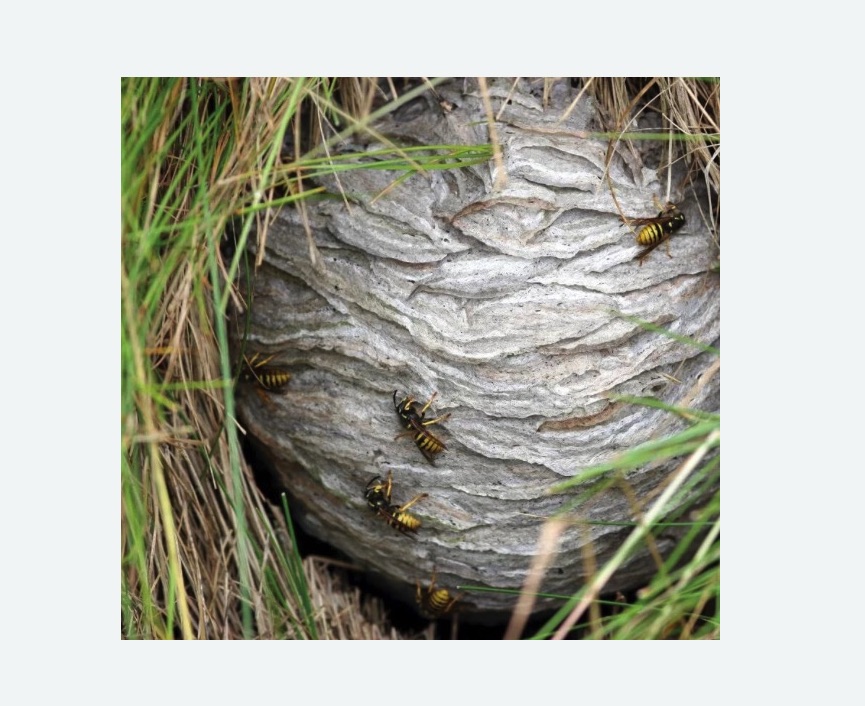 Уничтожение ос и ульев в Заводоуковске